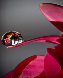 flower dew